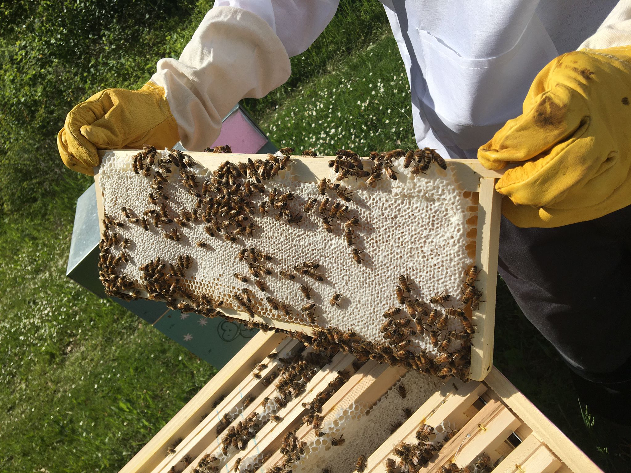 Cadre d’abeilles en action dans la ruche